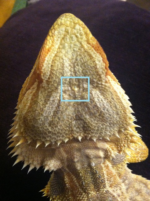 <em>Pogona vitticeps</em> parietal eye